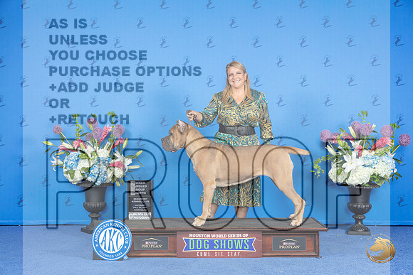 Cane Corso #14 Sat BOSOHBOB OHG4 Judge Britt Jung__JP_0038_Houston_2024_HR3