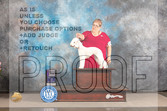 Bedlington Terrier #10 FRI WB Judge Barbara Alderman_MJ_5308_Houston_2022_HR3