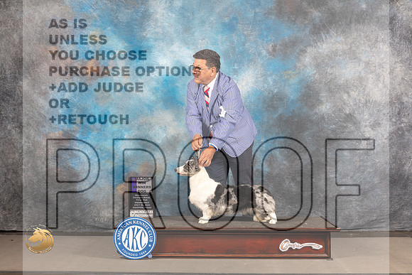 Cardigan Welsh Corgi #18 Wed BOW Judge Barbara Alderman_MJ_2927_Houston_2022_HR3