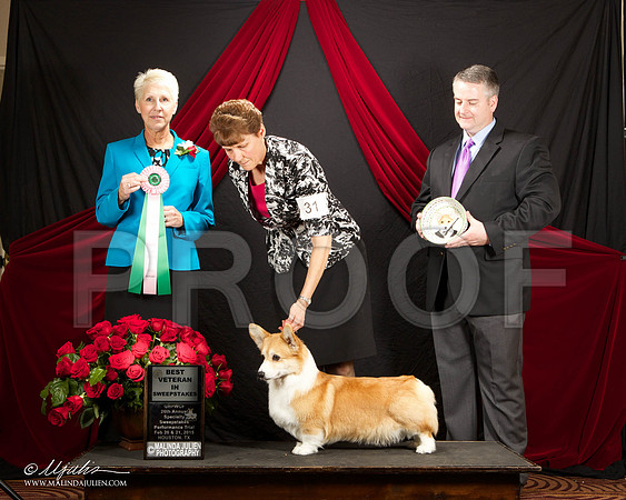 _ST_3412-HstnCorgiFeb2015-HR3