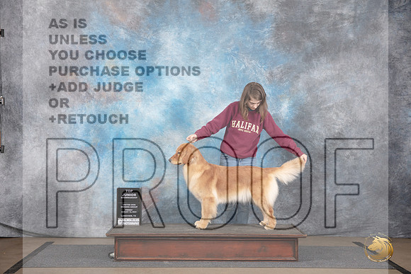 Golden Retriever #108 Fri BJr Judge Jon Julien__JP_2374_LongviewTX_2024_HR3