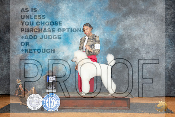 Poodle Std #18 Sat 6to91 Judge Dale Martensen__JP_7791_MARSHALL_2024_HR3