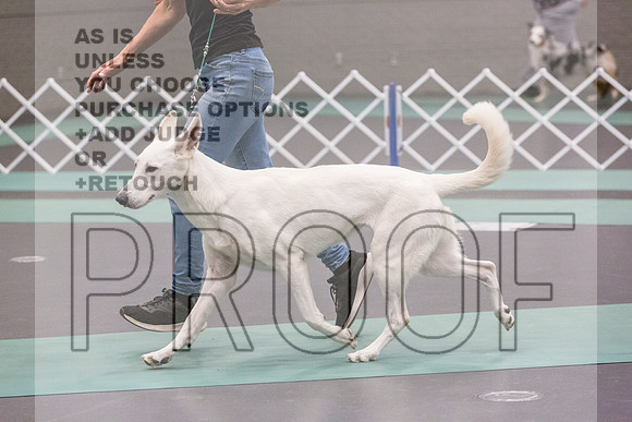 White Shepherd Rings Fri Ring 1_JJL_6280_UKCLNGVIEWOCT2024_2024_HR3