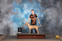 American Pitbull Terrier #267 Sat BOB Judge Brenda Landers