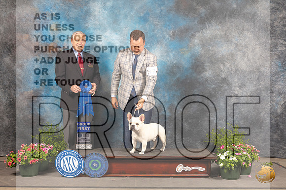 French Bulldog #7 Sun G1 Judge David Bolus_MJ_1359_SA_2022_HR3