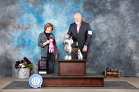Chinese Crested #7 Sun OHG1 Judge Donelle Richards