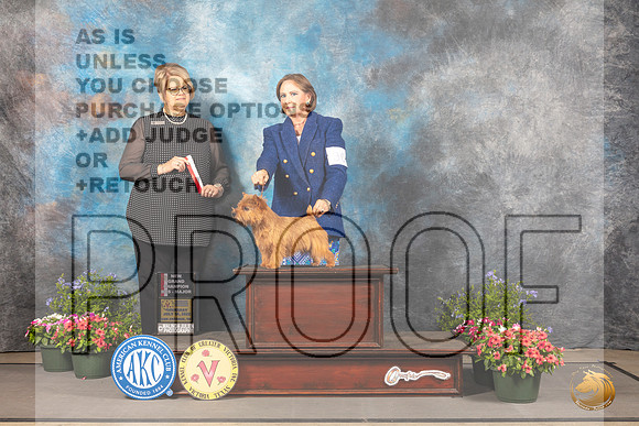 Norwich Terrier #30 Thur BOS NGr Judge Cindy Lane_MJ_0022_SA_2022_HR3