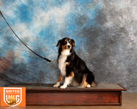 Australian Shepherds Sat Sandie