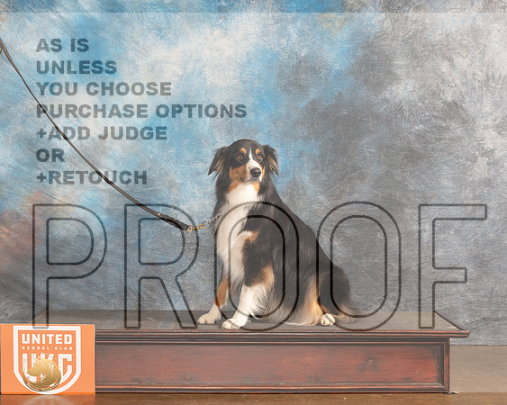 Australian Shepherds Sat SandieMMJ_5469_Lngvw2022HR3