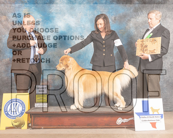 Golden Retriever #79 Fri SD Judge Gordon Hayburn-MMJ_7527-FW2022-HR3