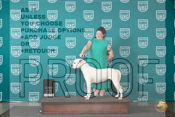 American Bulldog #106 Wed CH Judge Julie Mathis Pepper__JP_0338_Premier_2024_HR3