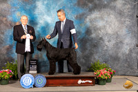 Giant Schnauzer #8 Fri G2 Judge David Bolus