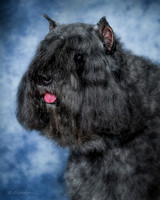 Bouvier Des Flanders Patte Klecan Custom