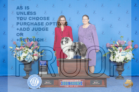 Shetland Sheepdog #8 SUN WB BOW Judge Annella Cooper__JP_0656_Houston_2024_HR3