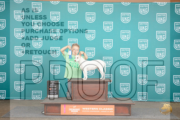 Rat Terrier #903 Sat BOBV Judge Matt Proctor__JP_1563_Longview WA_2024_HR3