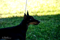 Manchester Terrier Toy FRI Ring