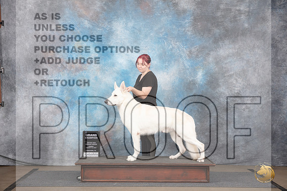White Shepherd #239 Fri GCh Judge Malinda Julien__JP_2453_LongviewTX_2024_HR3