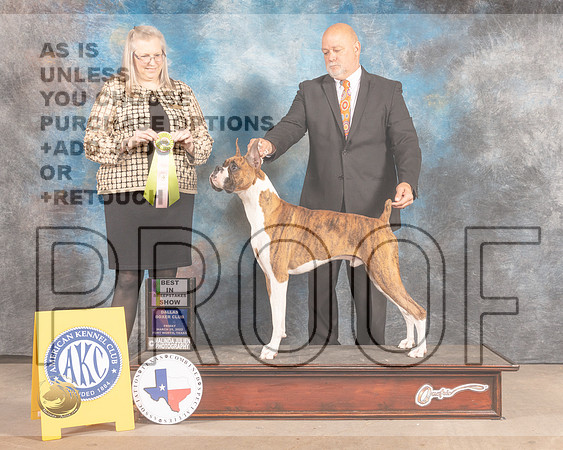 Boxer  #7 Fri BISweeps Judge Chris Ann Moore-MMJ_7176-FW2022-HR3