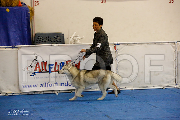 _M3_0313-AddisonHuskyMar2015-HR3