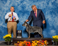 Australian Cattle Dogs #5 Sat BOB Thomas Desiree Judge Mr Richard J Lewis