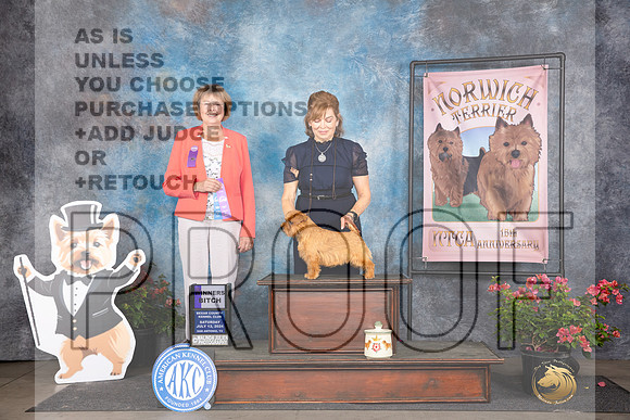 Norfolk Terrier #16 Sat WB Judge Cathy Morgan_JP_6009e_San Antonio_2024-HR3