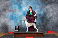 Whippet #20 Sat BOWM Judge Sidney Marx