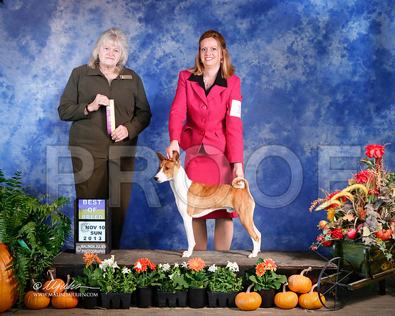Basenji-5215-HstnNov13-HR