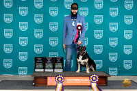 American Bully #132 SatTD