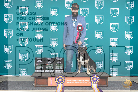 American Bully #132 SatTD__JP_6560_BatesvilleMS_2024_HR3
