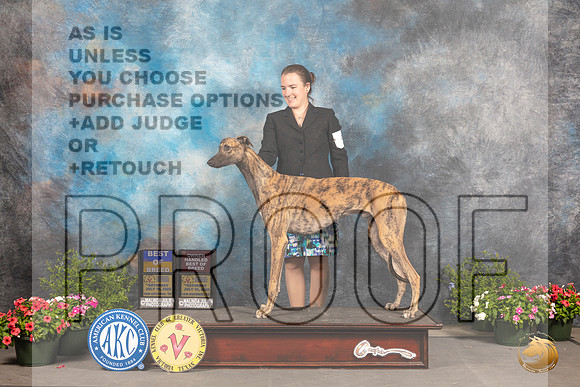 Greyhound #5 Sat BOSOHBOB Judge Allen Odom_MJ_0152_SA_2022_HR3