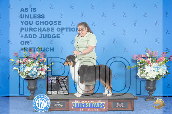 Australian Shepherd #29 FRI WD BOB M Judge Annella Cooper__JP_9087_Houston_2024_HR3