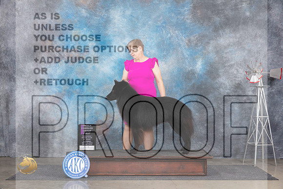 Belgian Sheepdog #5 Fri OHG1 Judge Denise Dean r__JP_5838_Amarillo_2024_HR3
