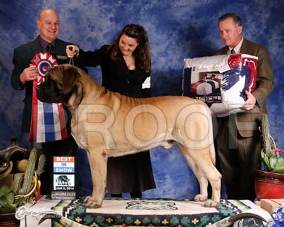 Mastiff-5703-GRJan14-HR