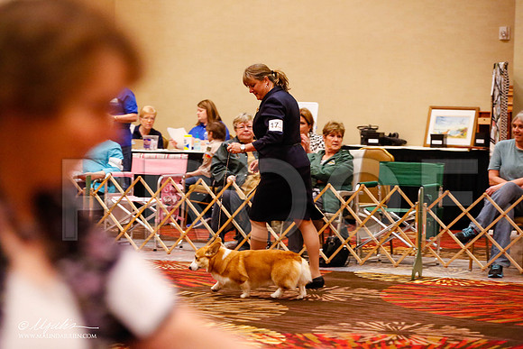 _JJ_8848-HstnCorgiFeb2015-HR3
