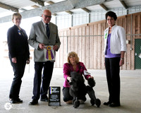 Poodle Miniature Fri #? BOV