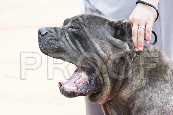 NeapolitanMastiff-0574LR
