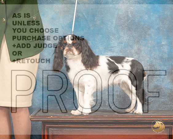 English Toy Spaniel #8 Fri CustomMMJ_3603_Mdlnd2022_HR3