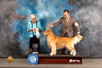Golden Retriever #49 Wed SD Judge Pluis Davern