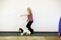 Cocker Spaniel Sun S1 Ring