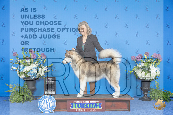 Alaskan Malamute #14 WED BVISw Judge Britt Jung__JP_8300_Houston_2024_HR3