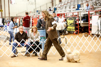 Lhasa Apso Sat Ring