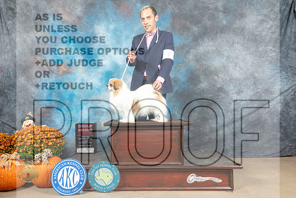 Tibetan Spaniel #19 Sat G2 Judge Daniel Dowling_MJ_5977_Belton_2022_HR3