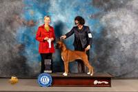 Boxer #18 Wed SBGCh Judge Patricia Sosa