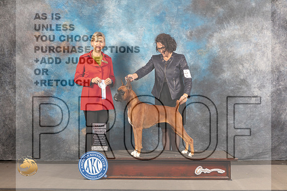 Boxer #18 Wed SBGCh Judge Patricia Sosa_MJ_3050_Houston_2022_HR3