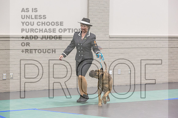 Cane Corso Sat Rings_JJL_8227_UKCLNGVIEWOCT2024_2024_HR3