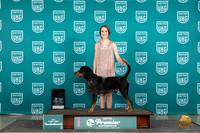 Bluetick Coonhound #780 Thurs