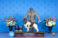 English Springer Spaniel #11 FRI WD BOB BOW Judge Jamie Hubbard