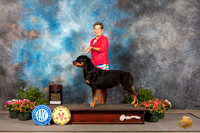 Rottweiler #10 Thur BOS Judge David Bolus
