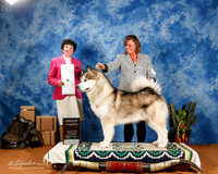 Alaskan Malamute #5 Sat G4 OL