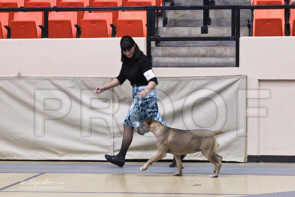 CaneCorso-2486LR